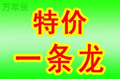 广东省开平市大沙镇墓地多少钱？
